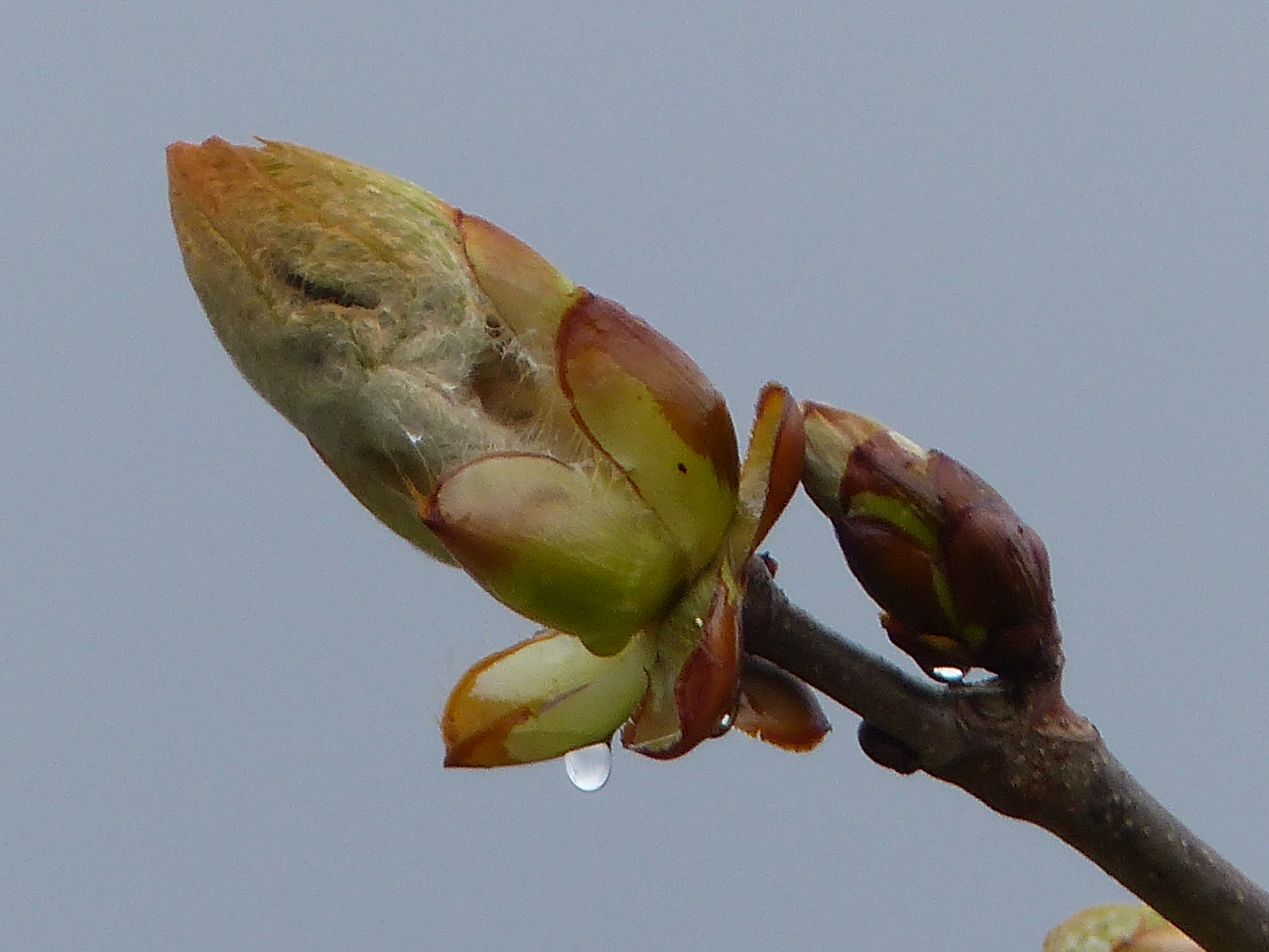 Kinder lernen beim Sammeln von Knospen Achtsamkeit, dass sie nur soviel nehmen wie gebraucht wird. Hier in der Abbildung die Knospe einer Rosskastanie.