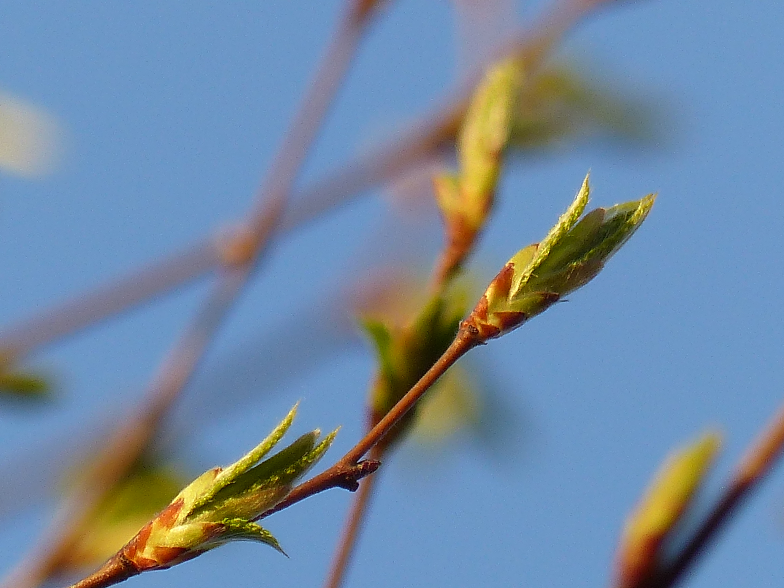 Buchenknospen im Frühling beim Austreiben