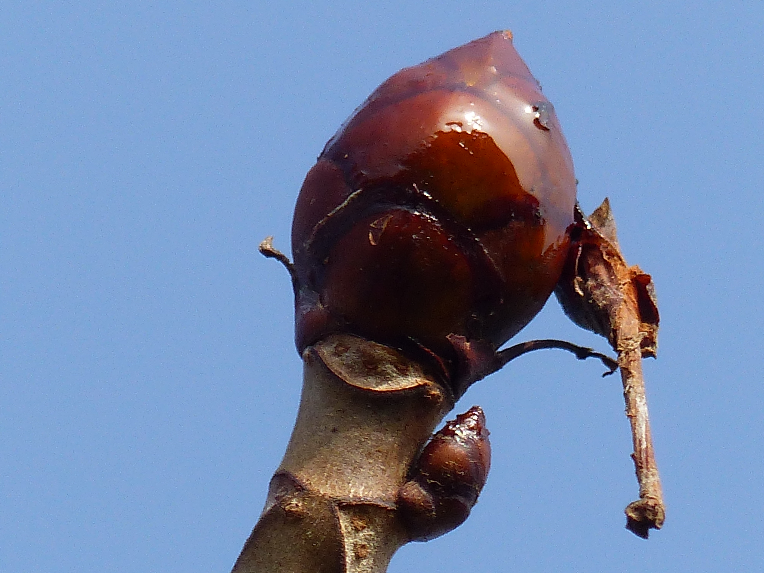 Die Knospe einer Rosskastanie im Frühling