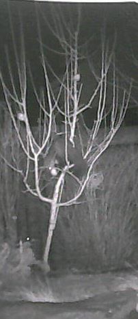 Der Marder schlängelte sich zum Futter