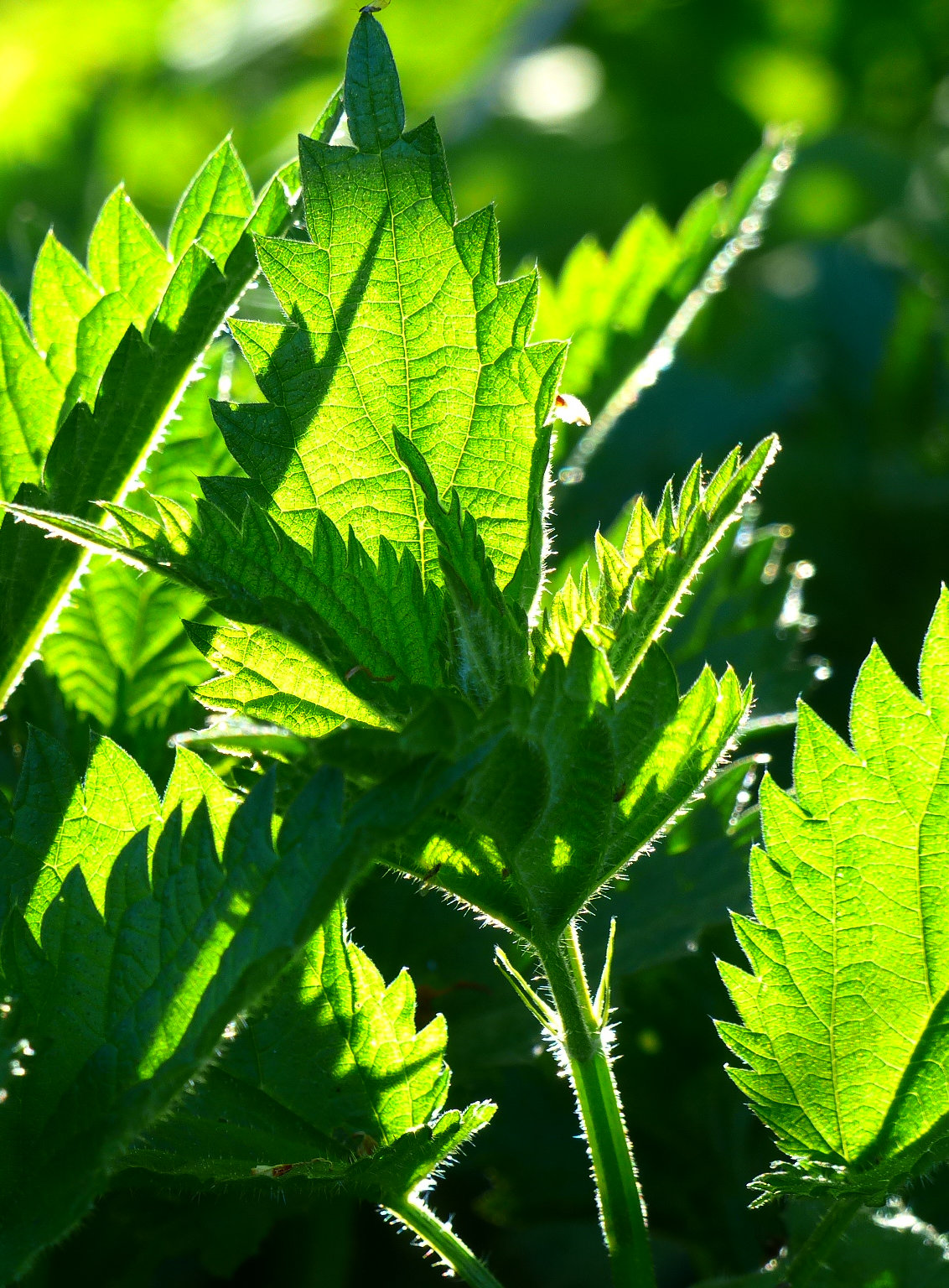 Die Brennnessel im Spiel des Sonnelichts