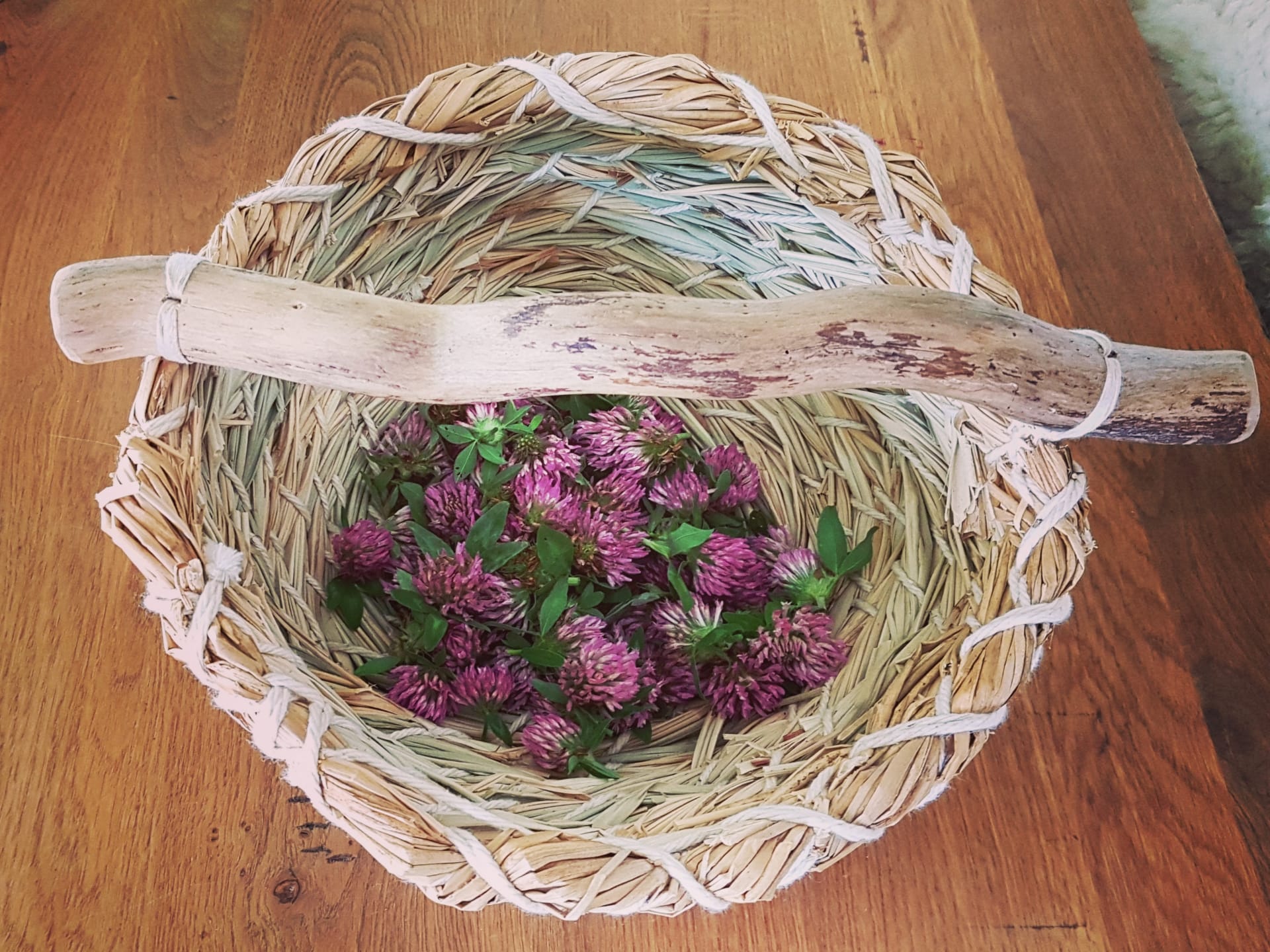 Maria Bader hat zuletzt ihren Graskorb dazu verwendet Rotkleeblüten für einen Sirup zu sammelm