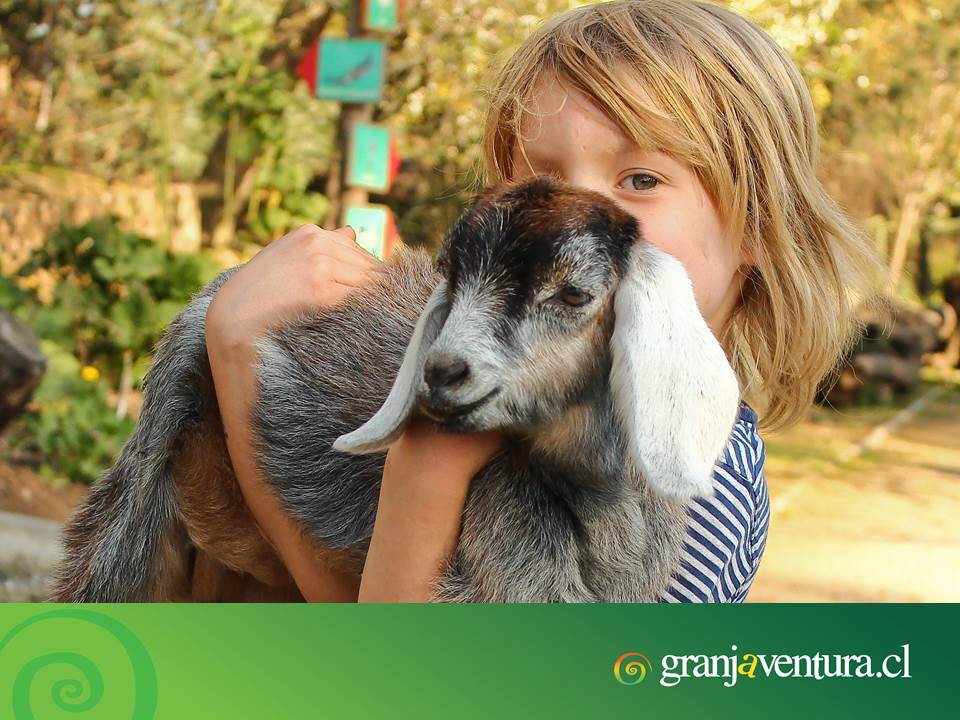 Los niños aman el contacto directo con los animales. Para las clases de las escuelas tan centradas en lo cognitivo, Granjaventura es una cambio bienvenido para niños y niñas