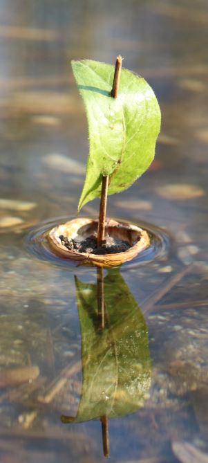 «Schiffli fahre uf em See…» seit jeher faszinieren Kinder schwimmende Schiffli auf dem Wasser. Wallnussschiffli, das Thema für die nächste Naturwerkstatt an einem Elternbesuchstag im Wald