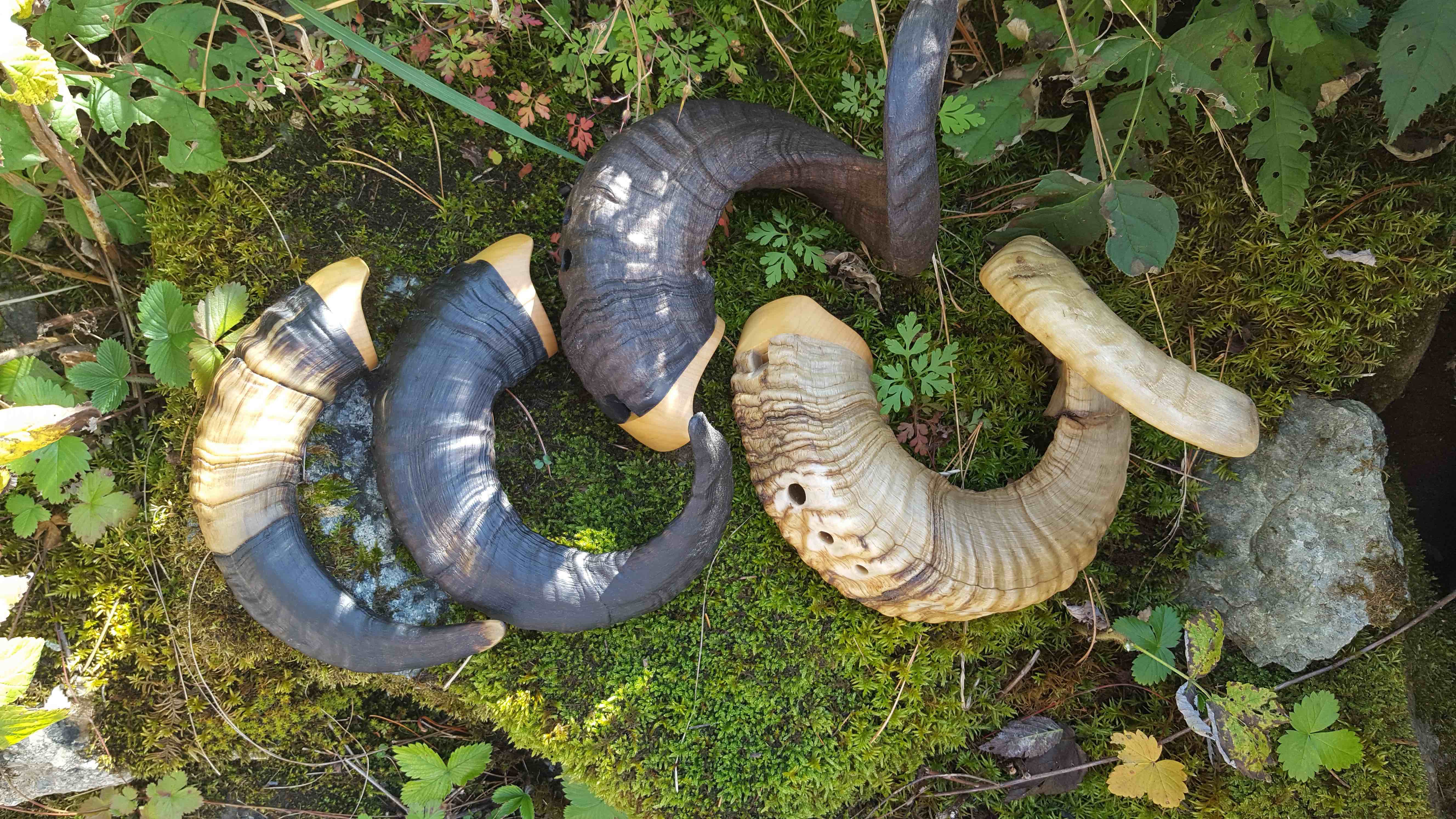 Hier sind alle vier Tierhörner zu sehen von links nach rechts, kleine Heidschnucke, grosse Heidschnucke, Bündner Oberländer, Skudde