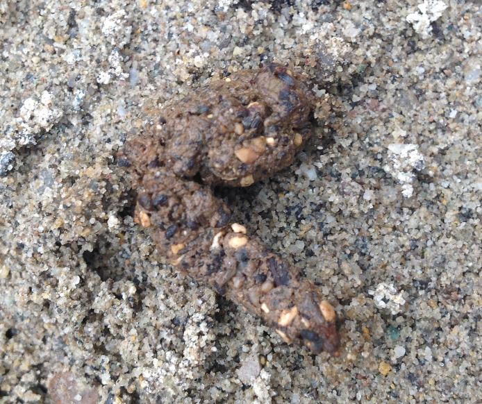 Losung vom Marder, die im Sand um den Apfelbaum zu finden war