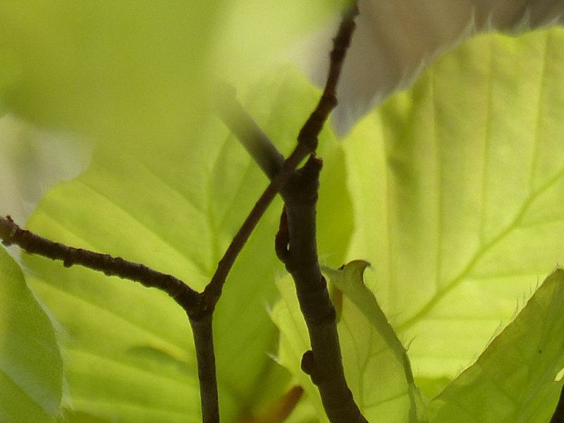 Teil 4 Ü50 – Die beste Entscheidung des Lebens: Feuer und Flamme für den&nbsp;Wald